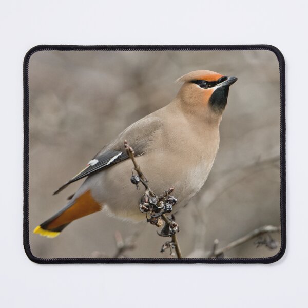 Item preview, Bohemian Waxwing designed and sold by Michael Cummings.