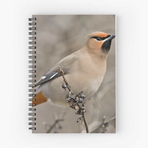 Item preview, Bohemian Waxwing designed and sold by Michael Cummings.