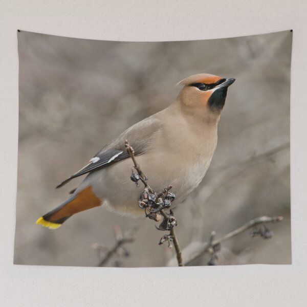 Item preview, Bohemian Waxwing designed and sold by Michael Cummings.