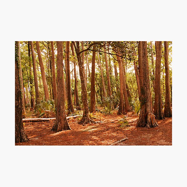 Item preview, Forest designed and sold by carlosporto.