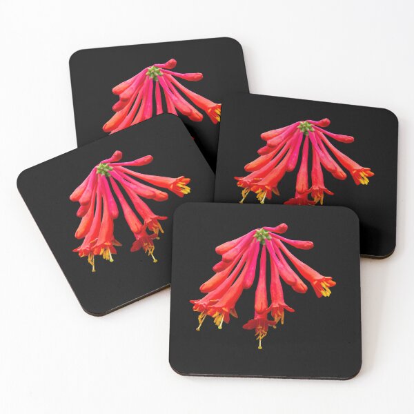 Artikelvorschau, Herrliches rotes Geißblatt entworfen und verkauft von Dalyndigital Photography.