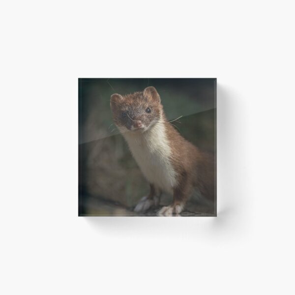 Item preview, Stunning Stoat 2 designed and sold by JoHackman.