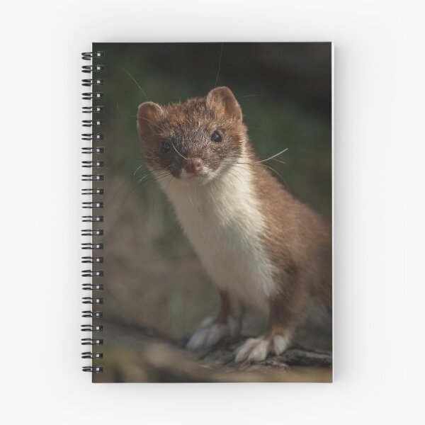 Item preview, Stunning Stoat 2 designed and sold by JoHackman.