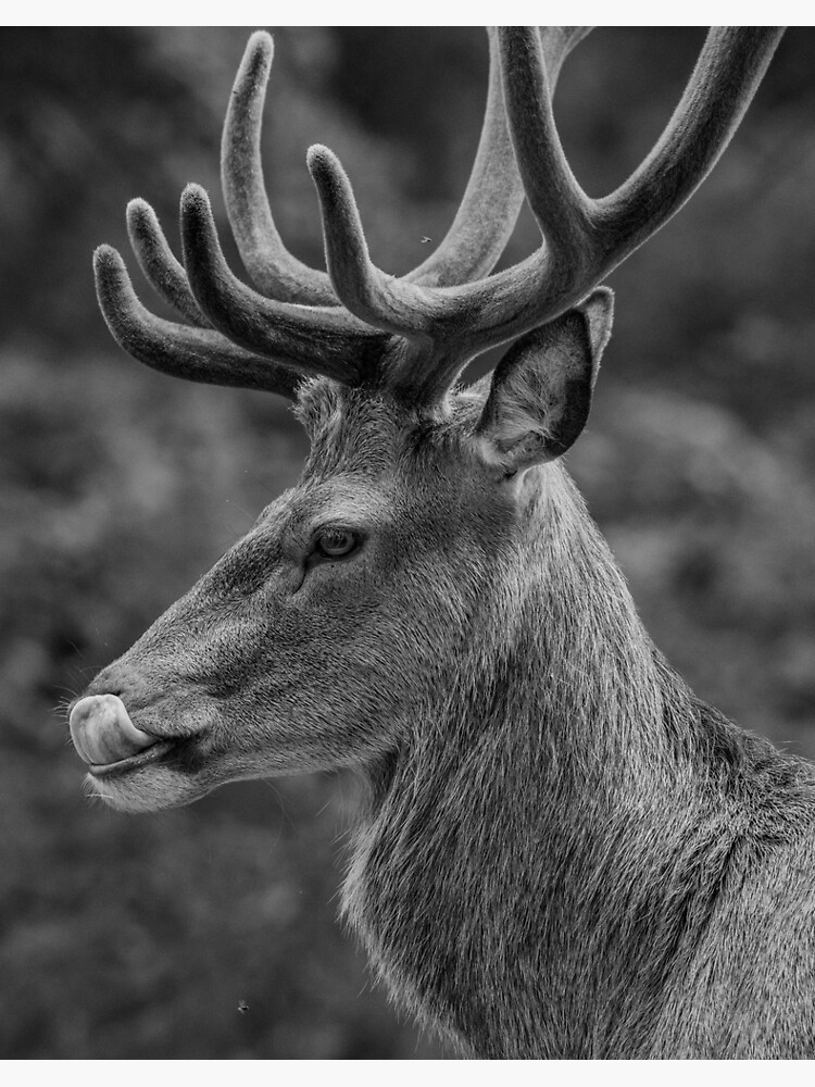 Cerf noir et blanc. Impression rigide