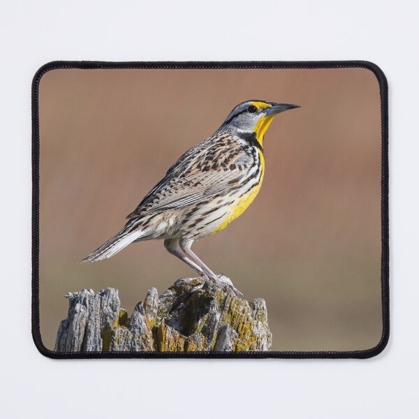 Item preview, Eastern Meadowlark in the early morning designed and sold by James Cumming.