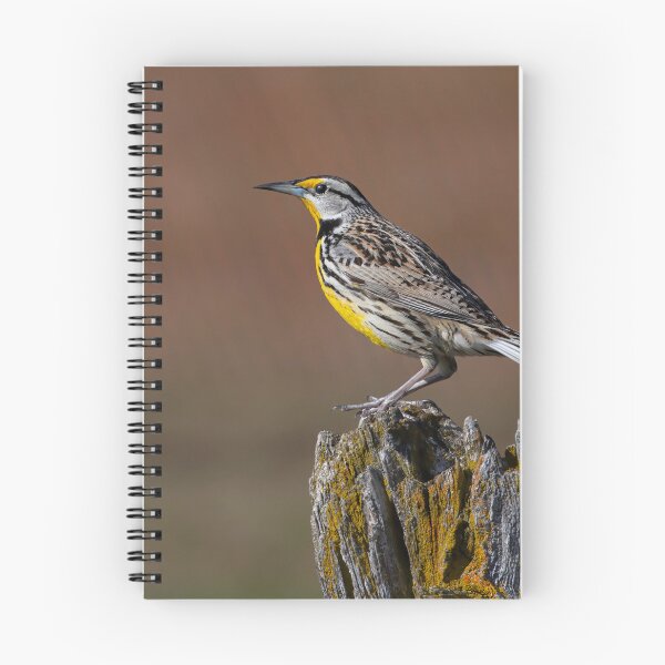 Item preview, Eastern Meadowlark in the early morning designed and sold by James Cumming.