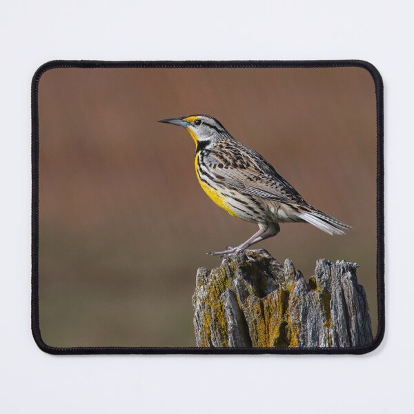 Item preview, Eastern Meadowlark in the early morning designed and sold by James Cumming.