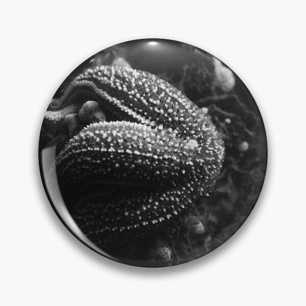 Item preview, starfish eating a mussel in black and white designed and sold by FotoMahieu.