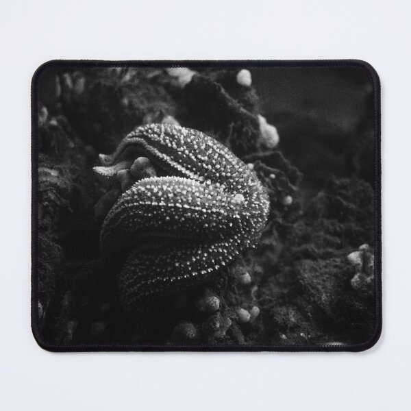 Item preview, starfish eating a mussel in black and white designed and sold by FotoMahieu.