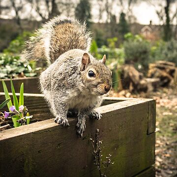 Artwork thumbnail, Grey Squirrel by Hike-and-Click