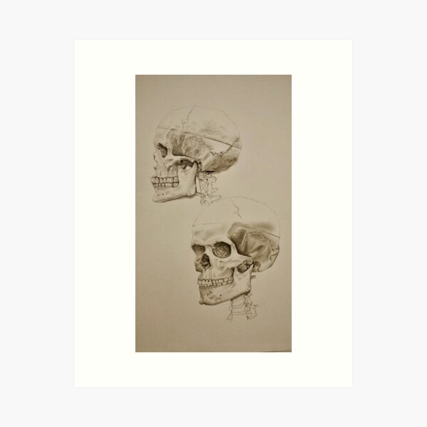 Anatomical Skull Art Print