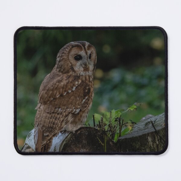 Item preview, Tawny Owl. designed and sold by JoHackman.