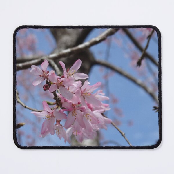 Item preview, delicate pink sakura designed and sold by cuisinecat2.