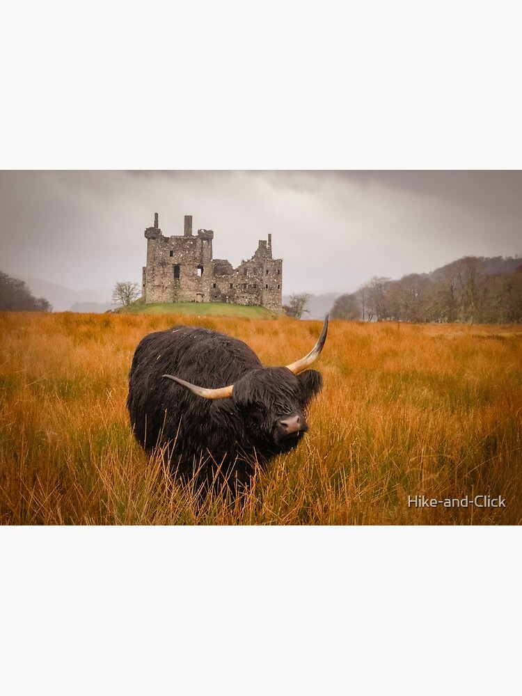 Thumbnail 3 of 3, Hardcover Journal, Kilchurn Castle being guarded by a highland cow! designed and sold by Hike-and-Click.