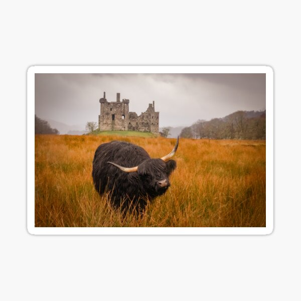 Kilchurn Castle being guarded by a highland cow! Sticker