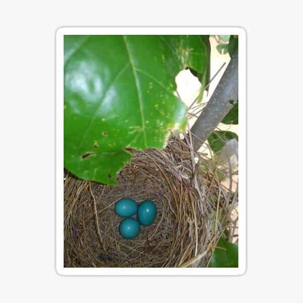 Bird nest or easter basket with three bird eggs' Sticker