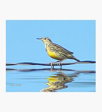 Bird on a Wire Photographic Print