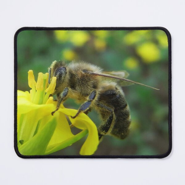 Item preview, Bee-autiful North Downs: A Print of a Busy Bee on Rapeseed North Downs,UK, British Wildlife designed and sold by leyfinder.