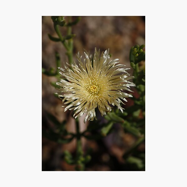 Gold Shimmer Photographic Print