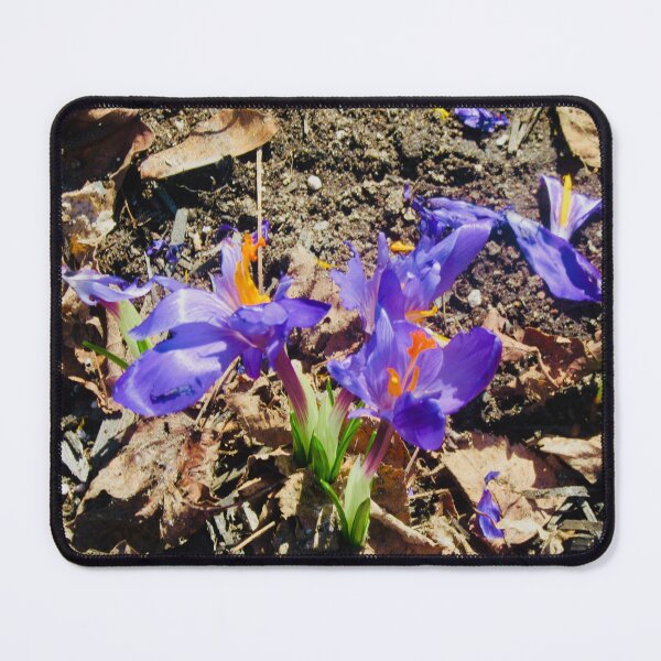 Item preview, First crocus designed and sold by Shulie1.