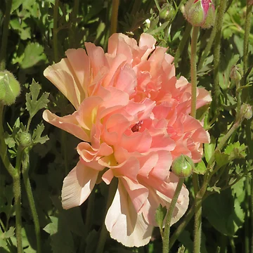 Artwork thumbnail, Pale Pink Ranunculus by CarolBeeDesigns