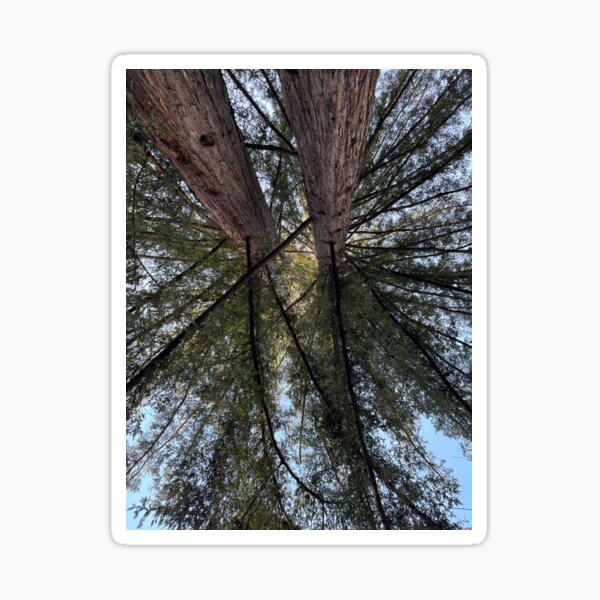 Redwoods at UC Santa Cruz Sticker