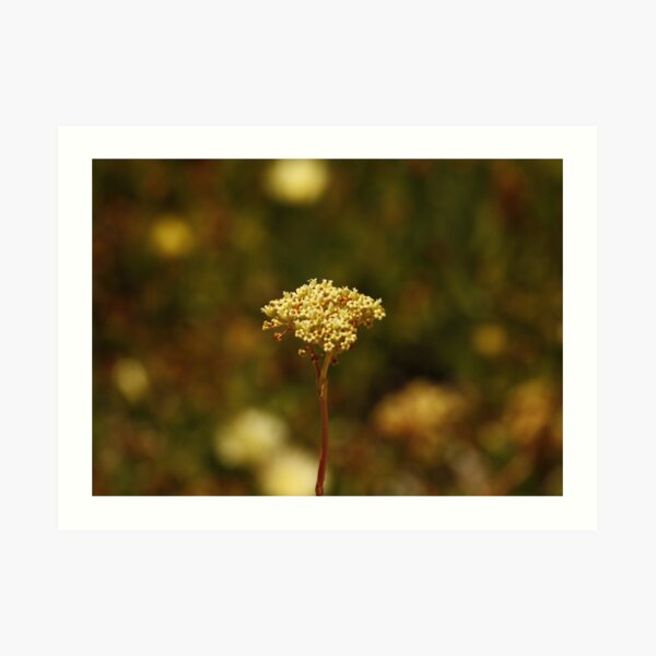 Solitude Art Print