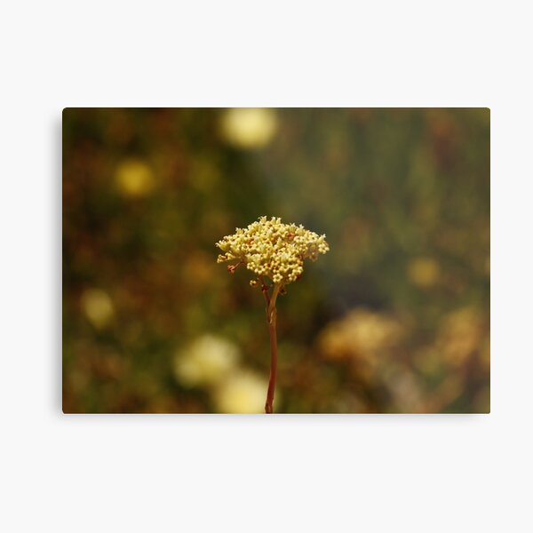 Solitude Metal Print