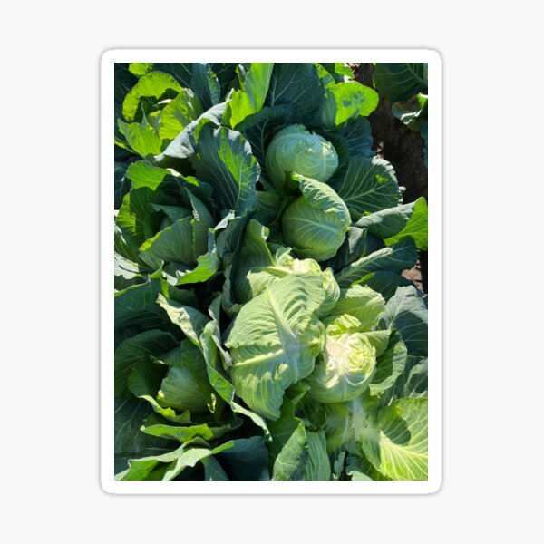 Fresh Harvest Cabbages Sticker