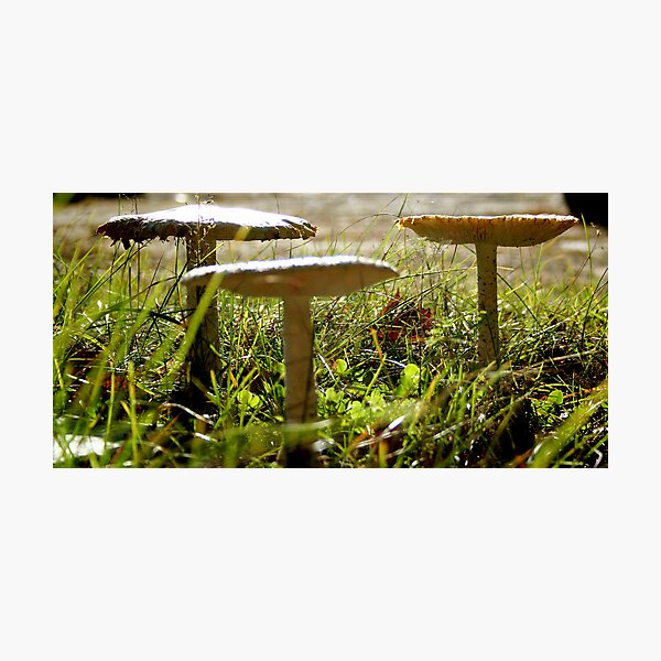 Item preview, Mushroom trio designed and sold by Allib.