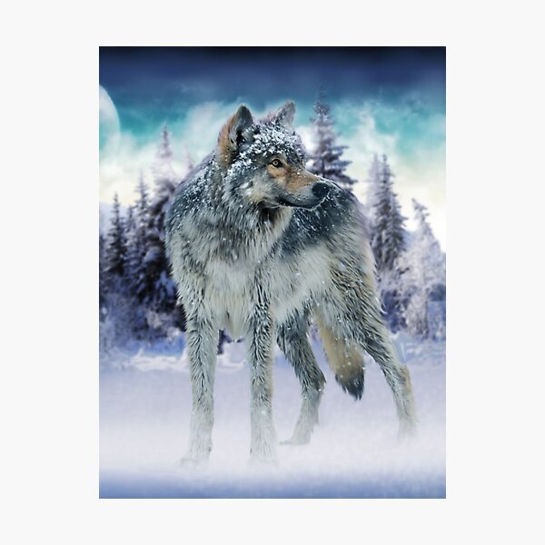 Wolf Photographic Print