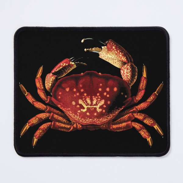 Item preview, Stone Crab Illustration | Menippe Mercenaria | Crab Species | Sea Themed Art | Marine Biology designed and sold by WadeLestat.