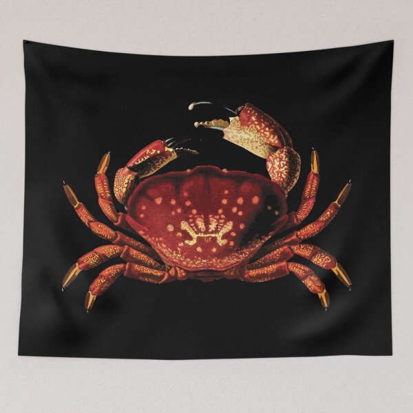 Item preview, Stone Crab Illustration | Menippe Mercenaria | Crab Species | Sea Themed Art | Marine Biology designed and sold by WadeLestat.