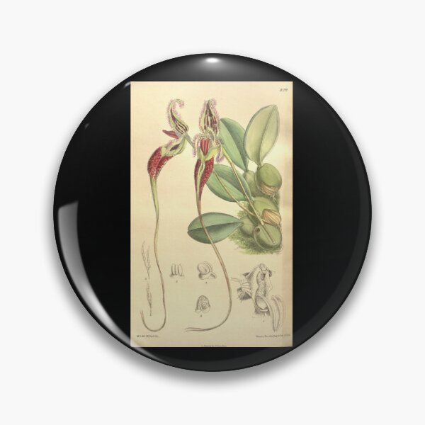 Item preview, Bulbophyllum fascinator Curtis; 134 (Ser. 4 no. 4) pl. 8199 (1908) Sticker designed and sold by DrTorranceKlein.