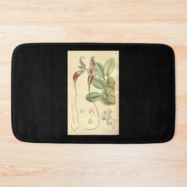 Item preview, Bulbophyllum fascinator Curtis; 134 (Ser. 4 no. 4) pl. 8199 (1908) Sticker designed and sold by DrTorranceKlein.