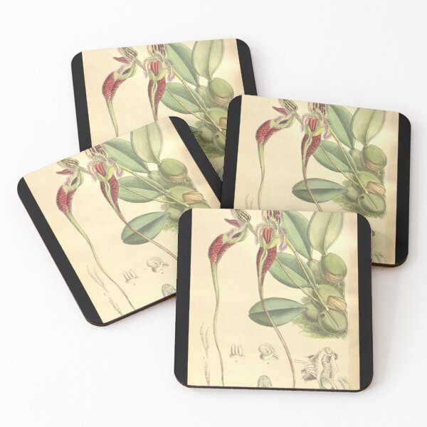 Item preview, Bulbophyllum fascinator Curtis; 134 (Ser. 4 no. 4) pl. 8199 (1908) Sticker designed and sold by DrTorranceKlein.
