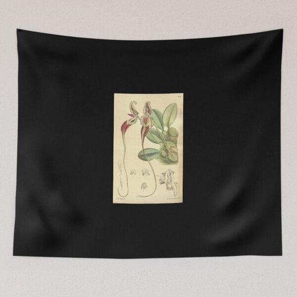 Item preview, Bulbophyllum fascinator Curtis; 134 (Ser. 4 no. 4) pl. 8199 (1908) Sticker designed and sold by DrTorranceKlein.