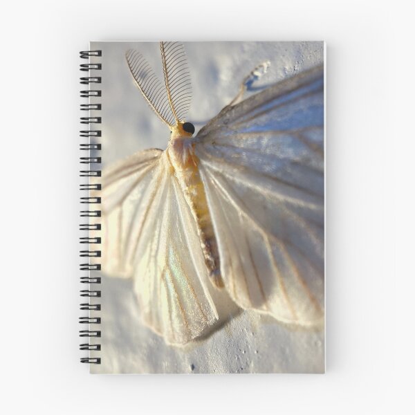 Item preview, WHITE MOTH - a fairy like white iridecent moth closeup photo designed and sold by OZKURO.