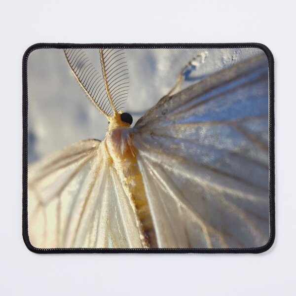 Item preview, WHITE MOTH - a fairy like white iridecent moth closeup photo designed and sold by OZKURO.