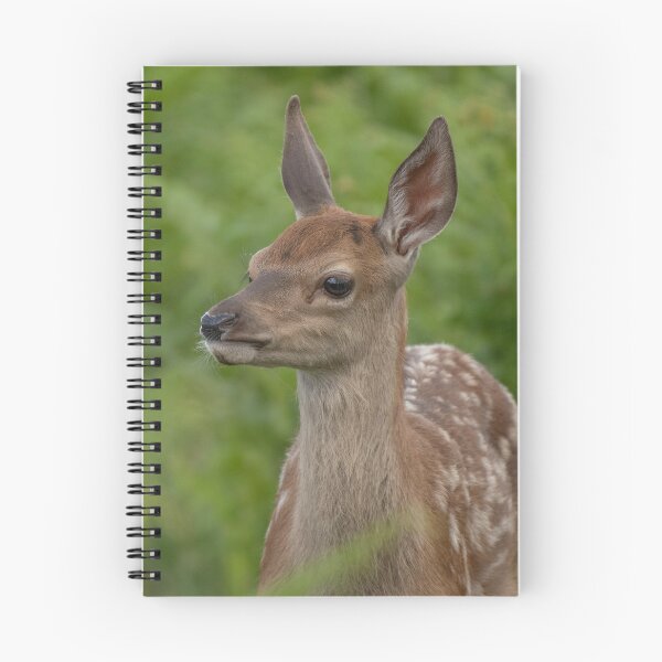 Aperçu de l'œuvre Beautiful Deer Fawn. créée et vendue par JoHackman.