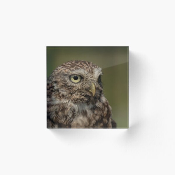 Item preview, Little Owl Portrait. designed and sold by JoHackman.