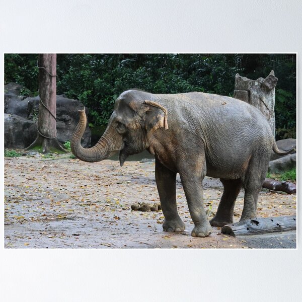 Item preview, Asian Elephant designed and sold by LeanneAllen.