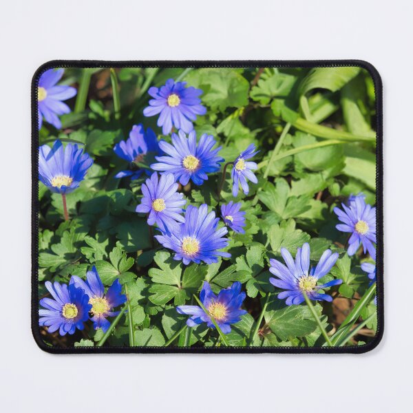 Item preview, Anemone-Blanda  Grecian-Windflower designed and sold by Dorset Girl.