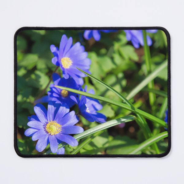Item preview, Blue Anemone Blanda Grecian Windflowers designed and sold by Dorset Girl.