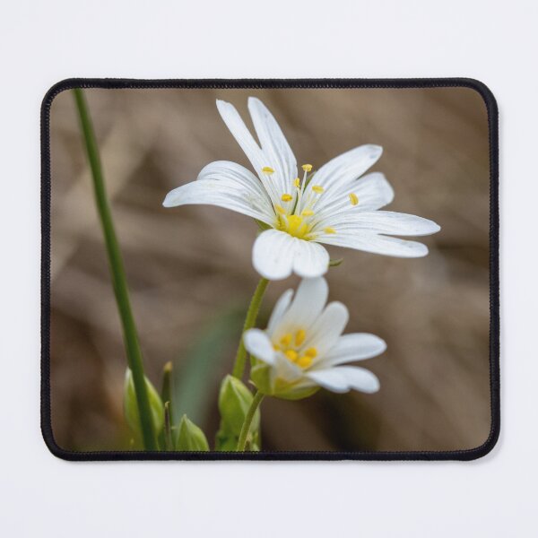 Item preview, Greater Chickweed - White Flower designed and sold by marcrolandscape.