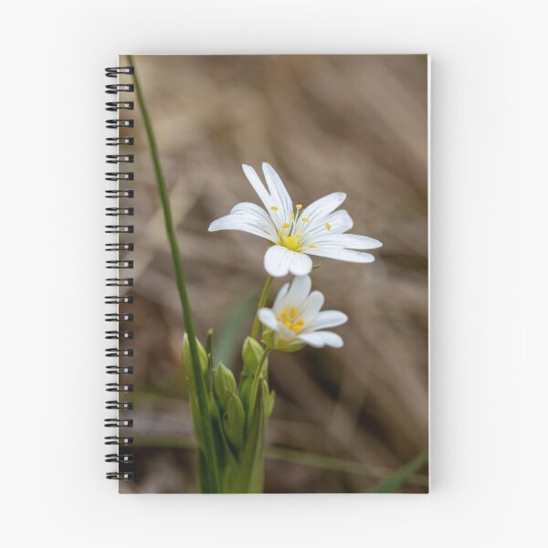 Item preview, Greater Chickweed - White Flower designed and sold by marcrolandscape.