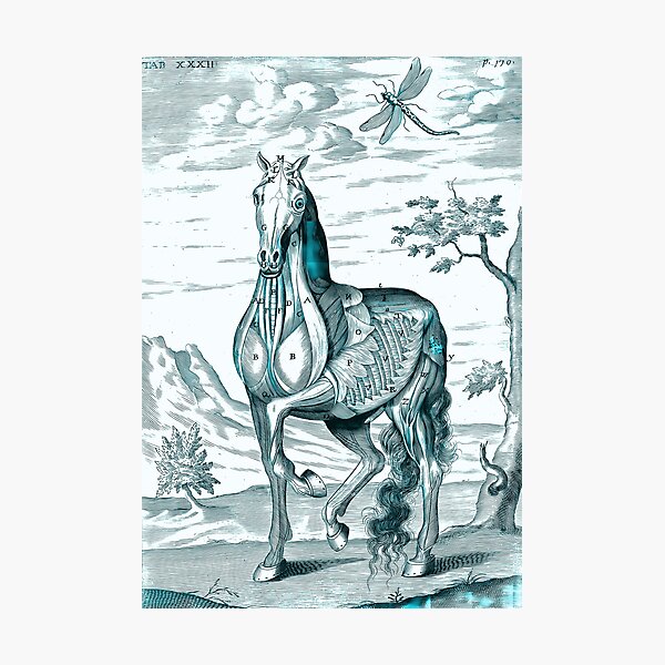 Item preview, Horse Anatomy designed and sold by notsweettea.