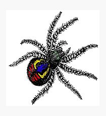 Spider Photographic Print