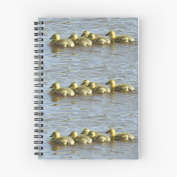 Item preview, Baby goslings, Canadian Geese, wildlife gifts designed and sold by Sandra O'Toole.