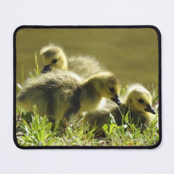 Item preview, Baby goslings, Canadian Geese, wildlife gifts designed and sold by Sandra O'Toole.
